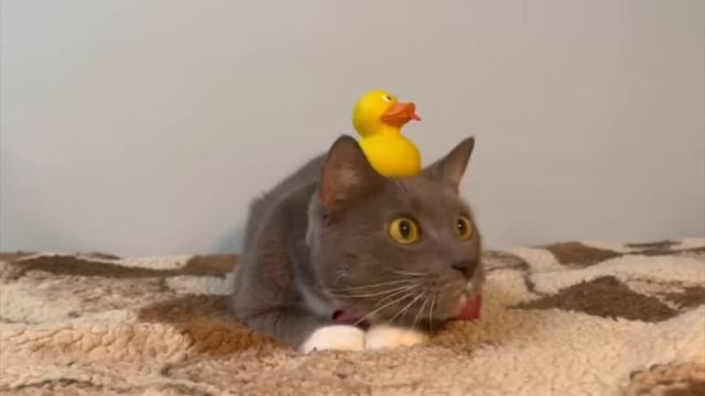 смотрю видео если бы котики ходили бы в школу в Ютубе