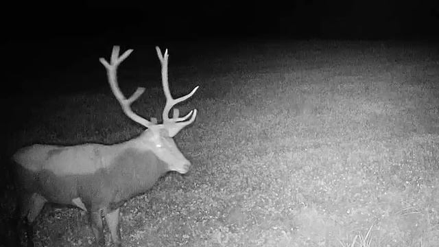 Самцы оленей ночью