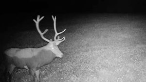 Самцы оленей ночью