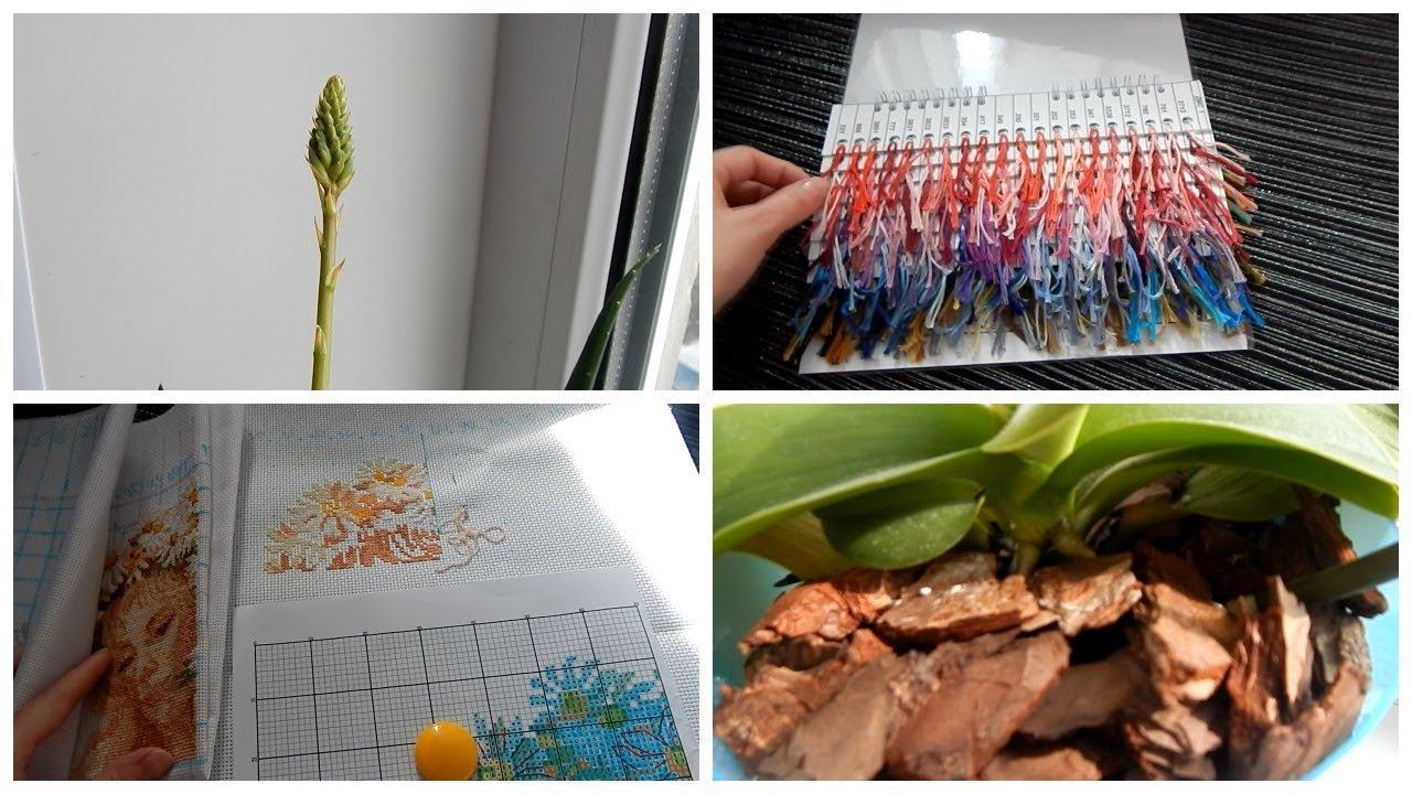 Vlog. Алоэ цветет/ Как чувствуют себя орхидеи/ Мои вышивки/ Много болтаю смотреть онлайн