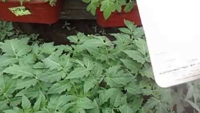 ОЧЕНЬ ХОРОШИЙ СОРТ ТОМАТА ПЕТРУША ОГОРОДНИК. №7. 14 апреля 2017 года. смотреть онлайн