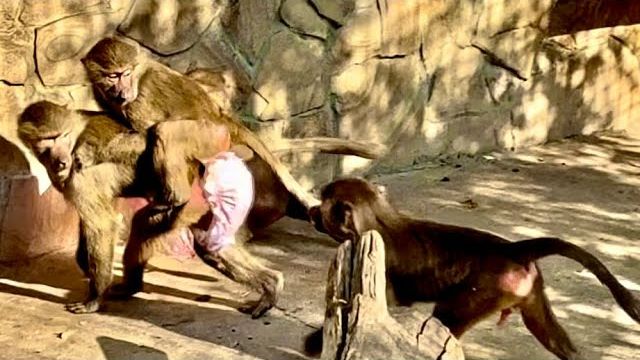 СМЕХ!!! Тося вскочила Люсе на спину и вцепилась мертвой хваткой, Люся аж закружилась на месте! смотреть онлайн