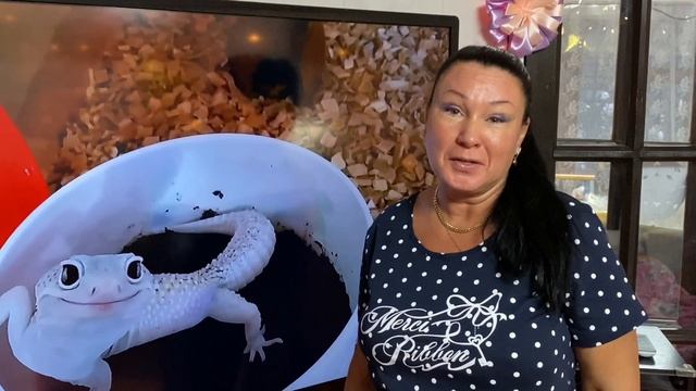 Зублефары и Черепаха.