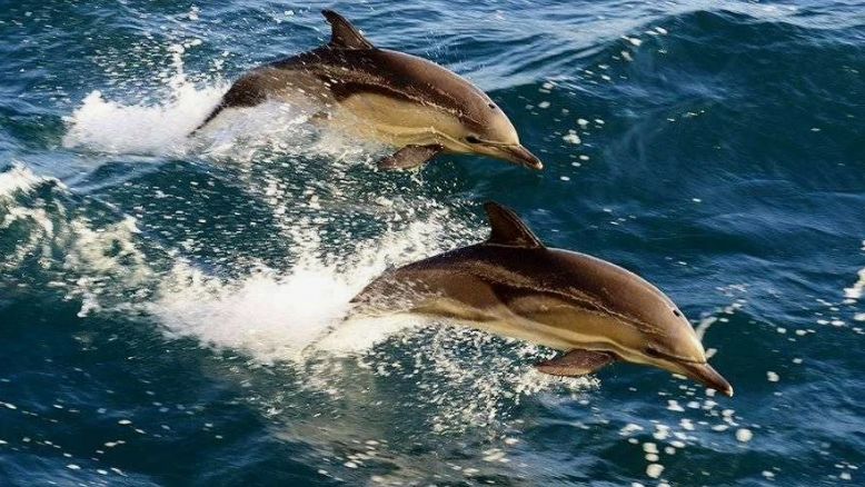 Дельфиниада смотреть онлайн