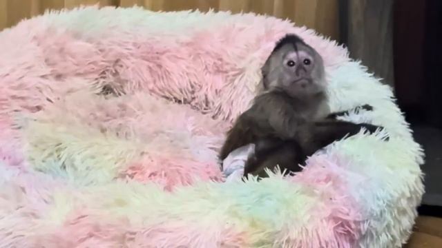 Анфисе некого достать, вся ее гиперэнергия достается сегодня только мне и Финику))) смотреть онлайн