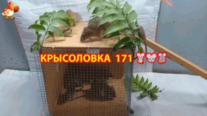 Крысоловка вариант (171) 🐀 Как сделать крысоловку своими руками и поймать кучу крыс 🐀🐁🐀