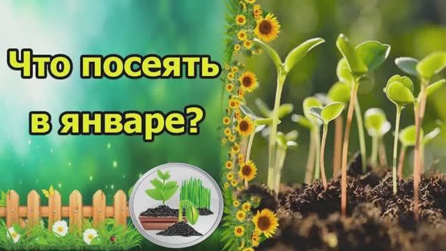 Что можно садить в январе. Рассада в январе. Сделала подборку культур, которые надо сеять в январе смотреть онлайн