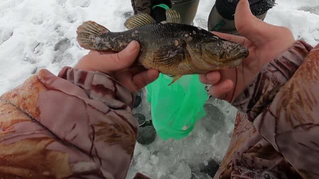 Последняя Зимняя рыбалка в этом сезоне 2025 -26. Лучшая Насадка на РОТАНА "САЛО" Подводная съёмка . смотреть онлайн