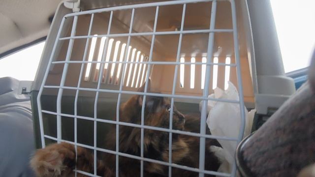 едим в Пестяки г.Иваново ивановская область смотреть онлайн