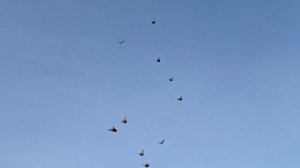 1000107658.mp4 С Новым годом голубятники!