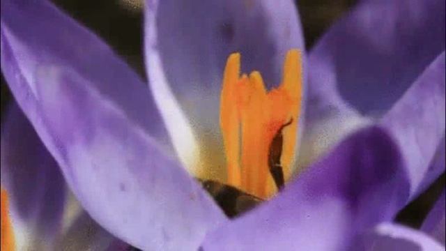 Зачарованный остров Часть 3 смотреть онлайн