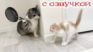 Приколы с котами! Смешные коты! С ОЗВУЧКОЙ! СМЕШНЫЕ ЖИВОТНЫЕ 2026! Тест на психику!