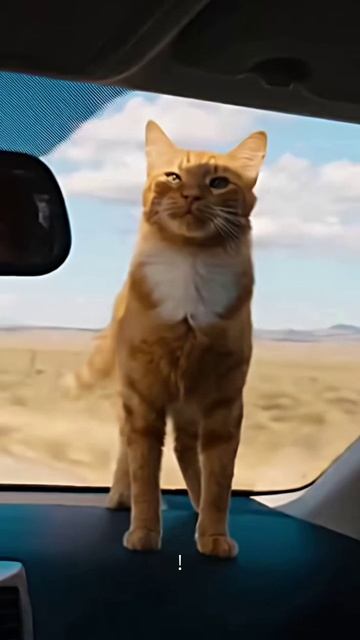 Кот на ветру_MV