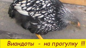 Ура !!  На  прогулку  !!!