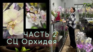 Моя новинка-подарок! Обзор потрясающего завоза орхидей г.Симферополь