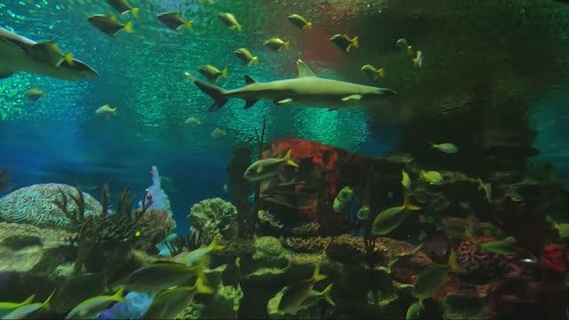 ОКЕАНАРИУМ В СПб. ПЛАНЕТА НЕПТУН смотреть онлайн