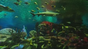 ОКЕАНАРИУМ В СПб. ПЛАНЕТА НЕПТУН