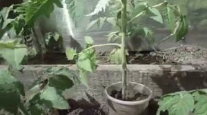 ВЫСАЖИВАЮ ТОМАТ ПЕТРУША ОГОРОДНИК (№7)В ОТКРЫТЫЙ ГРУНТ. Обзор рассады 8 мая 2019 года.