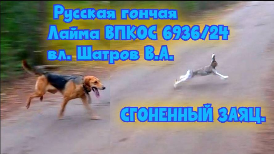 СГОНЕННЫЙ ЗАЯЦ. Русская гончая Лайма ВПКОС 6936/24 вл. Шатров В.А.#охотасгончей#собака#топ#hunting смотреть онлайн