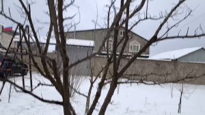 Моя технология обрезки на сливе