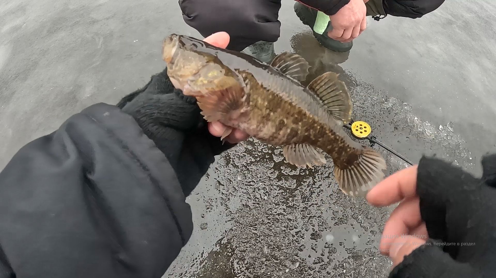 ЛОВЛЯ ротана ЗИМОЙ по первому льду в декабре 2025 смотреть онлайн