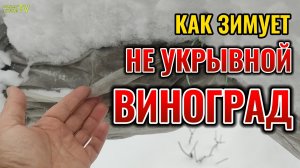 КАК ЗИМУЮТ НЕ УКРЫВНЫЕ ЗИМОСТОЙКИЕ АМЕРИКАНСКИЕ СОРТА ВИНОГРАДА В ПОДМОСКОВЬЕ: сорт Айтаска