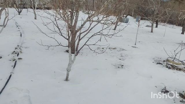 Промышленные сады интенсивного типа-- УТОПИЯ. смотреть онлайн