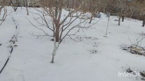 Промышленные сады интенсивного типа-- УТОПИЯ.