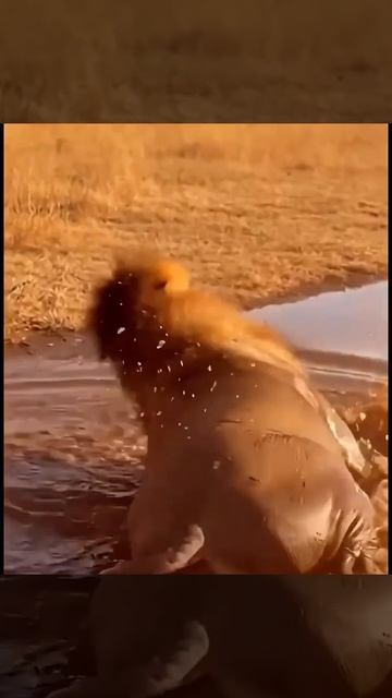 Пумба издевается над Симбой и его прайдом смотреть онлайн