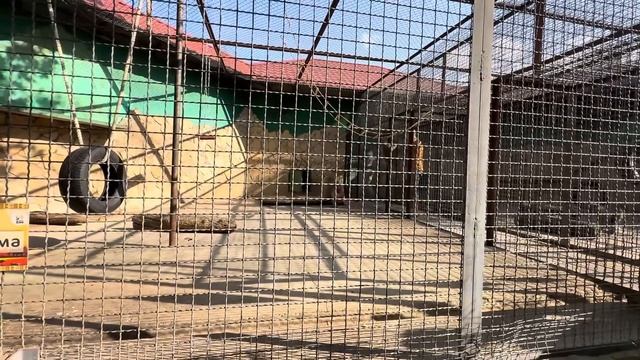 ДОЖДАЛИСЬ! Люся идет в гости к Степе, Мане и Тосе, ВОТ ЭТО ВСТРЕЧА!!! смотреть онлайн