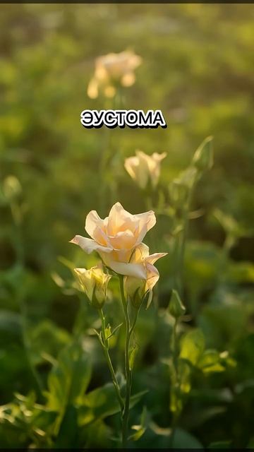 Что посадить на рассаду в январе ❄️ #дача #огород #рассада #жизньзагородом смотреть онлайн