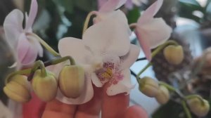 Первое видео и Первая орхидея 2026г. За 1р 99коп.