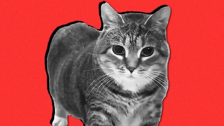 Клип OIIAOIIA CAT