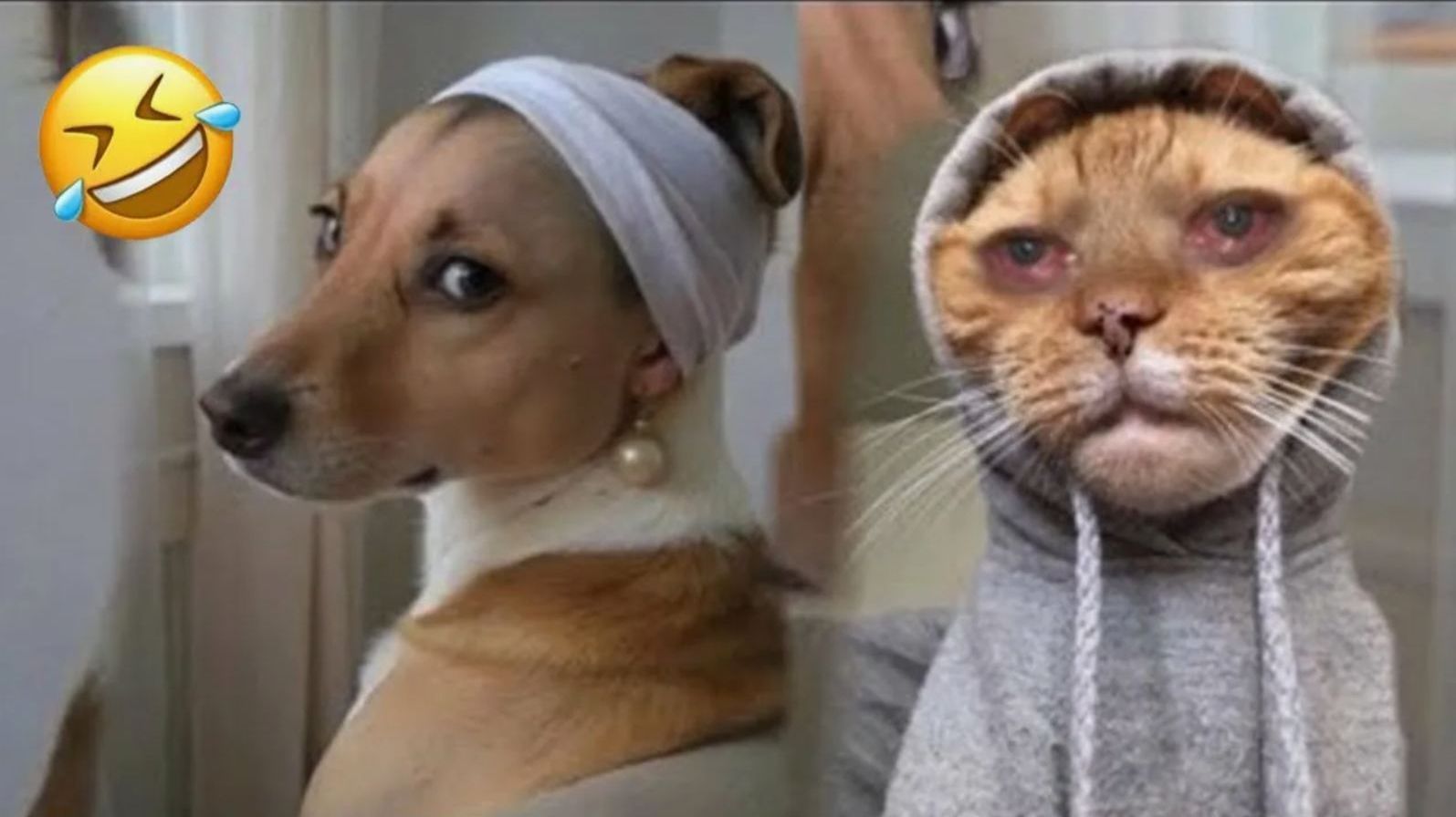 ВИДЕО ПРИКОЛЫ с животными Наши любимые смешные животные😸СМЕШНОЕ ВИДЕО про животных Смешные видео смотреть онлайн