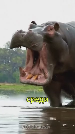 Вы удивитесь , узнав правду о бегемотах