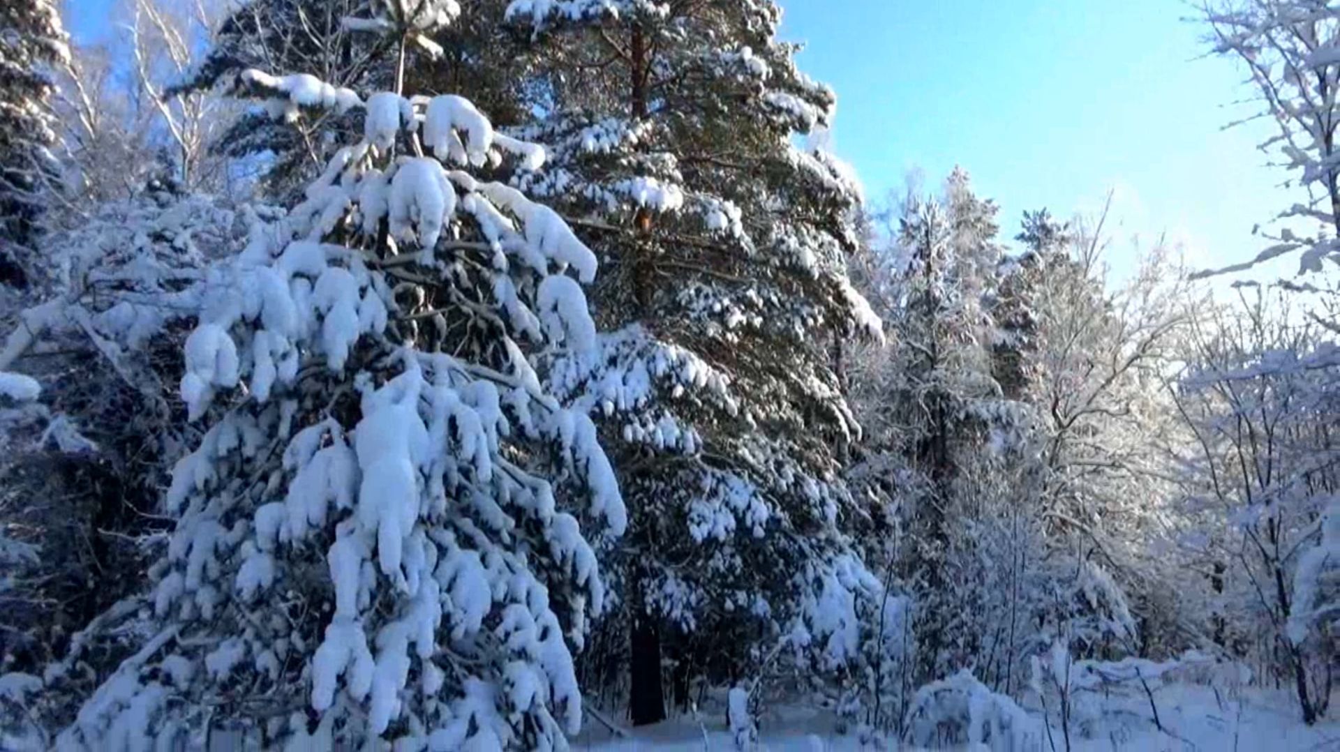 Прогулка в зимнем лесу смотреть онлайн