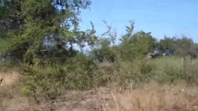Сальская дубрава шумит смотреть онлайн