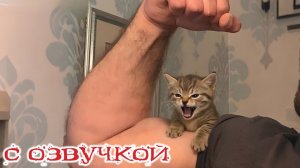 Я РЖАЛ ДО СЛЕЗ😂 15 Минут ОТБОРНЫХ ПРИКОЛОВ 2026 Смешные видео - Лучшие ПРИКОЛЫ #193