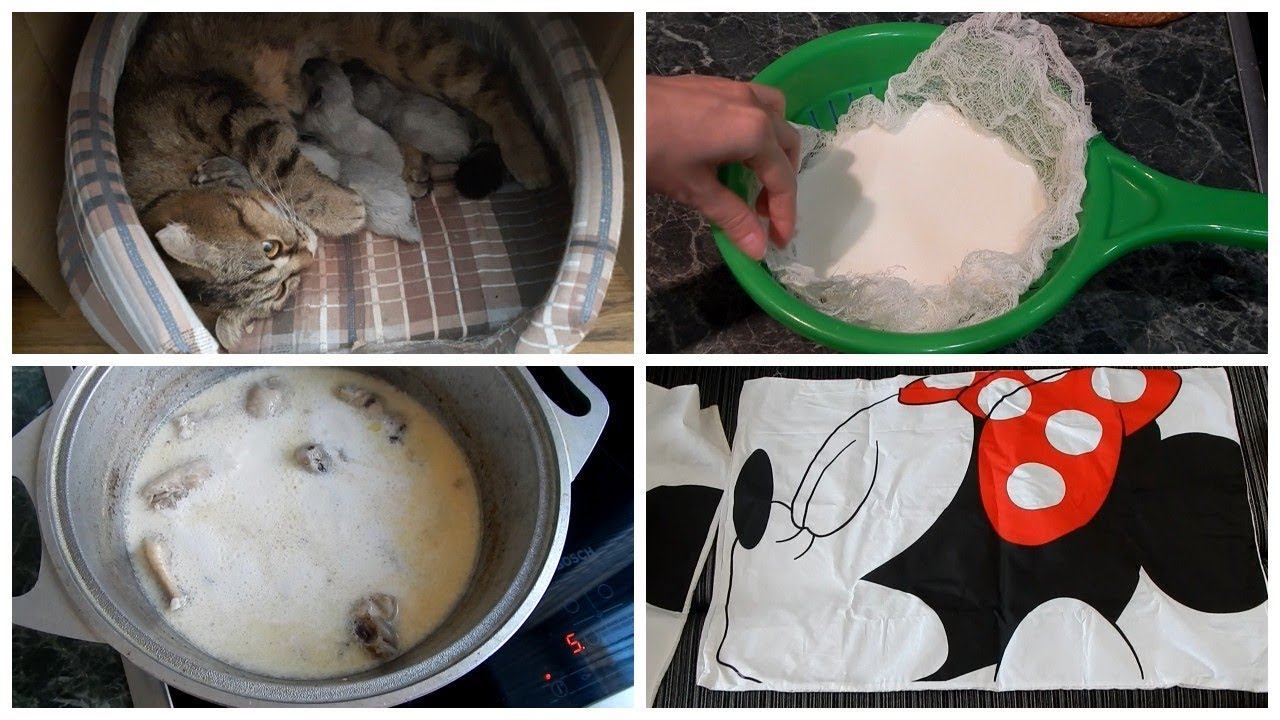 Vlog. Курица под соусом птичье молоко/ Косметические покупки/ Алиэкспресс/ Кошка родила! смотреть онлайн