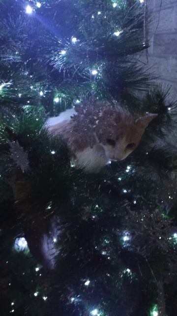 Маленький котик и новогодняя ёлка.mp4