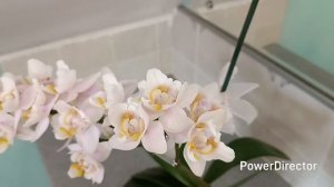 Орхидея WTR. Полное цветение.