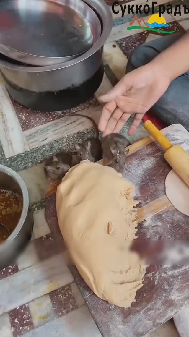 Кулинария по-индийски с хвостатыми помощниками🤣 смотреть онлайн