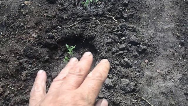 Томат Петруша огородник. №7. Ленивый способ "ПОСАДИЛ И ЗАБЫЛ". 2021 год. смотреть онлайн