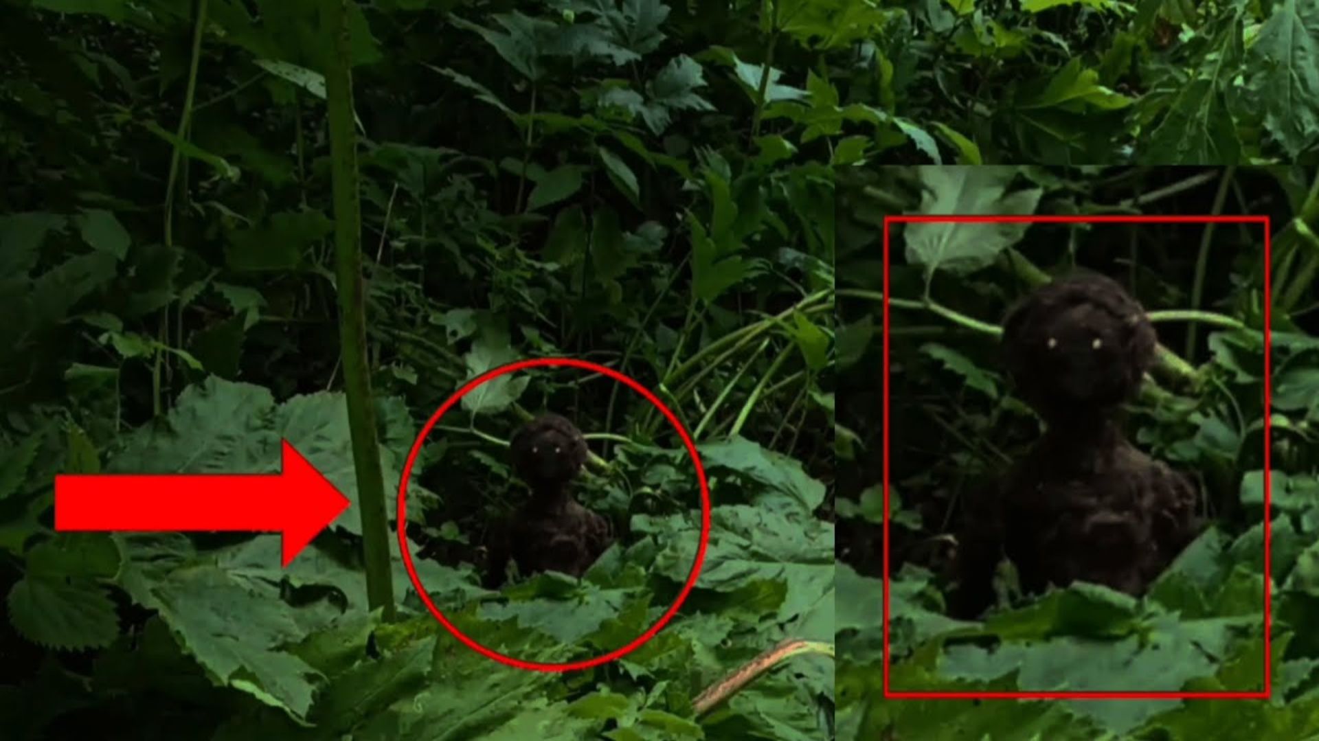 Загадочное существо преследовало туриста в лесу | Страшные существа