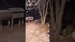 video5386681002628255136