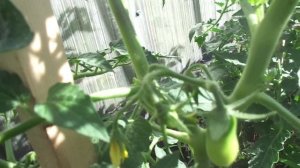 ТОМАТ ПЕТРУША ОГОРОДНИК. №7. КАК ФОРМИРОВАТЬ В ОТКРЫТОМ ГРУНТЕ. 2018 год.