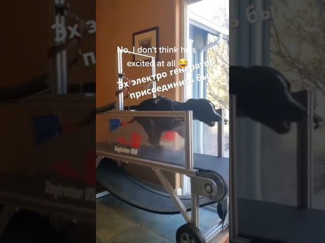 Мировой рекорд по скорости бега собак в доме