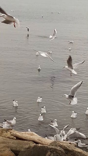 Чайки в городе Анапа смотреть онлайн