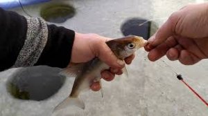 Зимняя Рыбалка  В Свердловской области.УДАЧНОЕ НАЧАЛО!!!!!