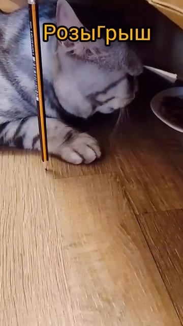 Розыгрыш. Кот и коробка смотреть онлайн